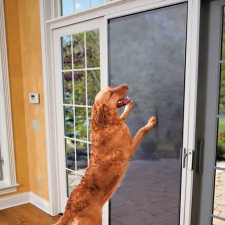 Golden retriever standing at a sliding screen door with pet-resistant mesh
