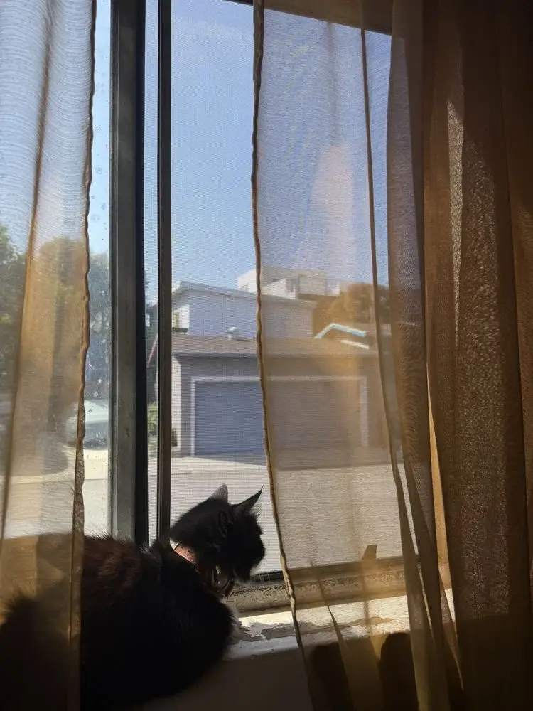 Pet Screen for Sliding Doors (Pet-Resistant Mesh) — job photo 2